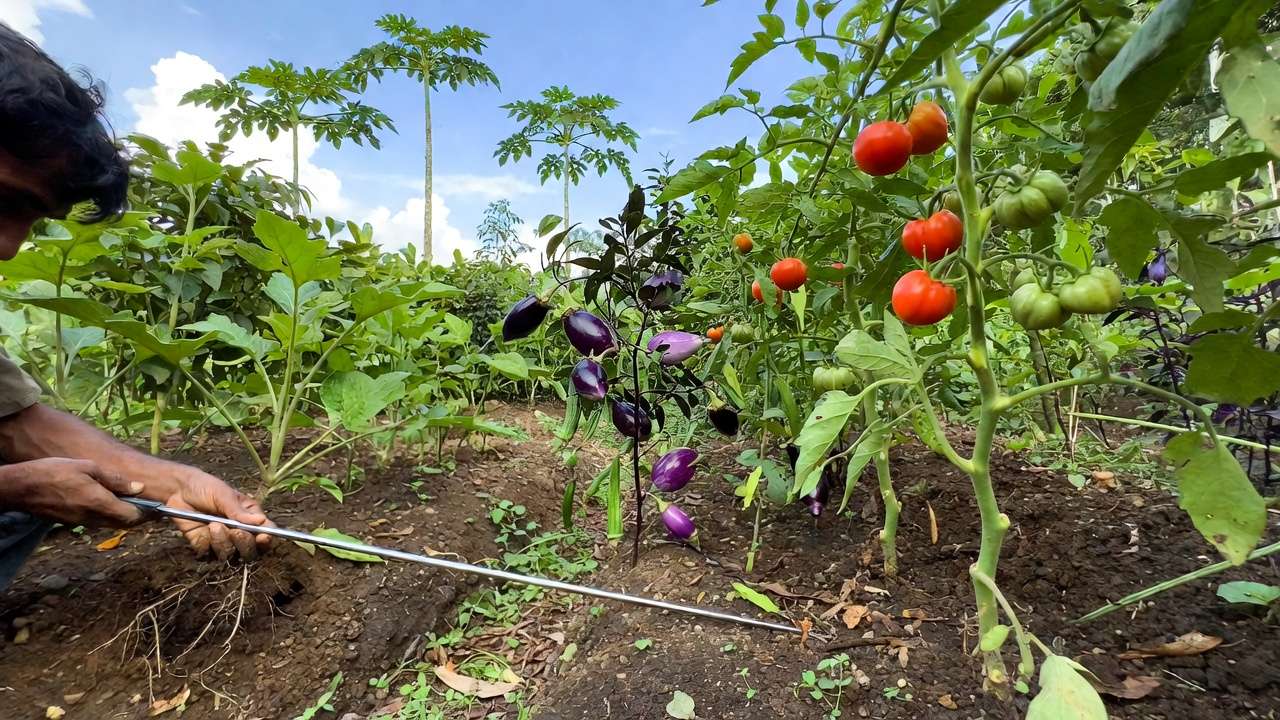 Gardener using long-probe soil moisture sensor in lush tropical vegetable garden with tomatoes and papaya trees