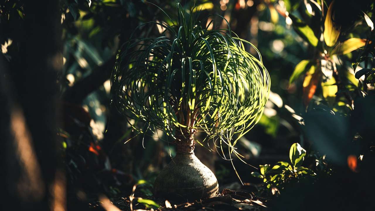 Ponytail palm Beaucarnea recurvata with water-storing base and cascading fronds in humid tropical garden