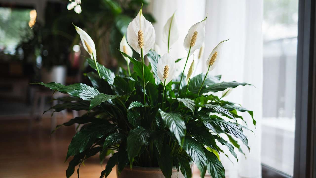 Blooming peace lily houseplant, effective for removing ammonia and adding humidity to indoor air
