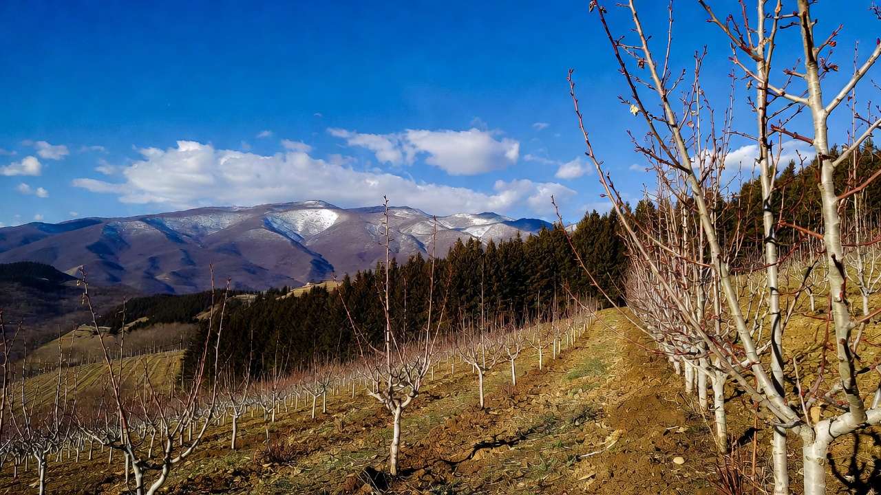 Ideal south-facing microclimate site for planting cold-hardy apricot and peach trees in northern zones.