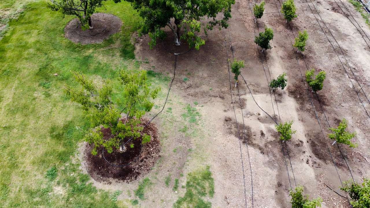Overhead view of various DIY drip irrigation layouts including tree rings and parallel lines in a home orchard