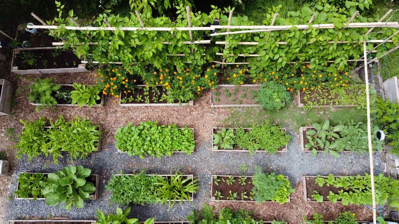 Organized tropical community garden plot layout with zoned raised beds, trellises, companion planting and mulch paths