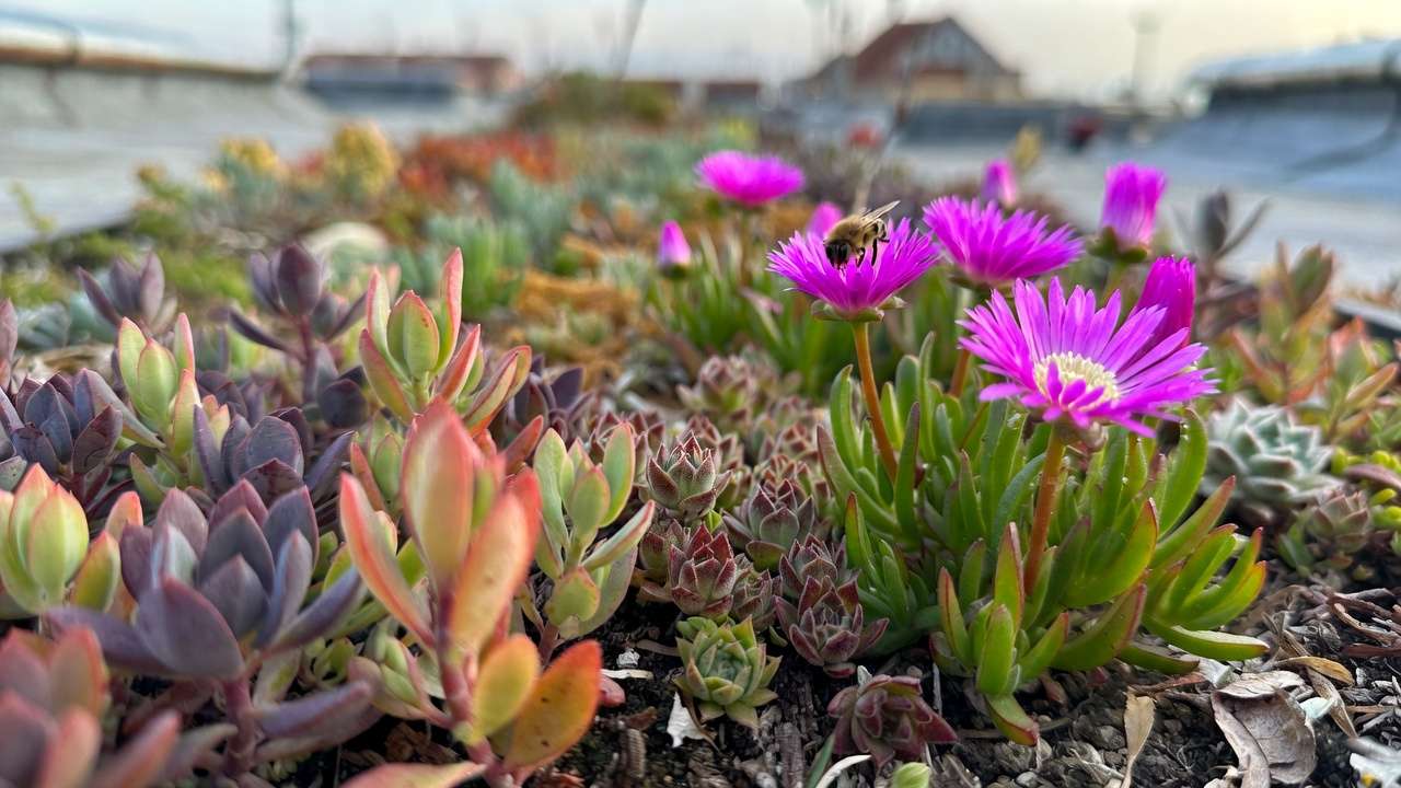 Close-up of low-maintenance sedum, sempervivum, and thyme plants on a residential green roof with pollinator bee