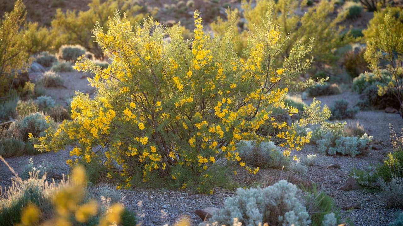 Desert willow tree in xeriscape with minimal fertilizer needs showing vibrant natural blooming in arid setting