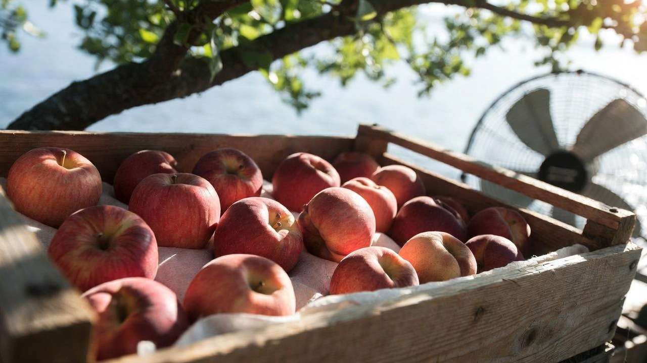 Careful post-harvest handling: single-layer padded crate in shade to preserve fruit quality