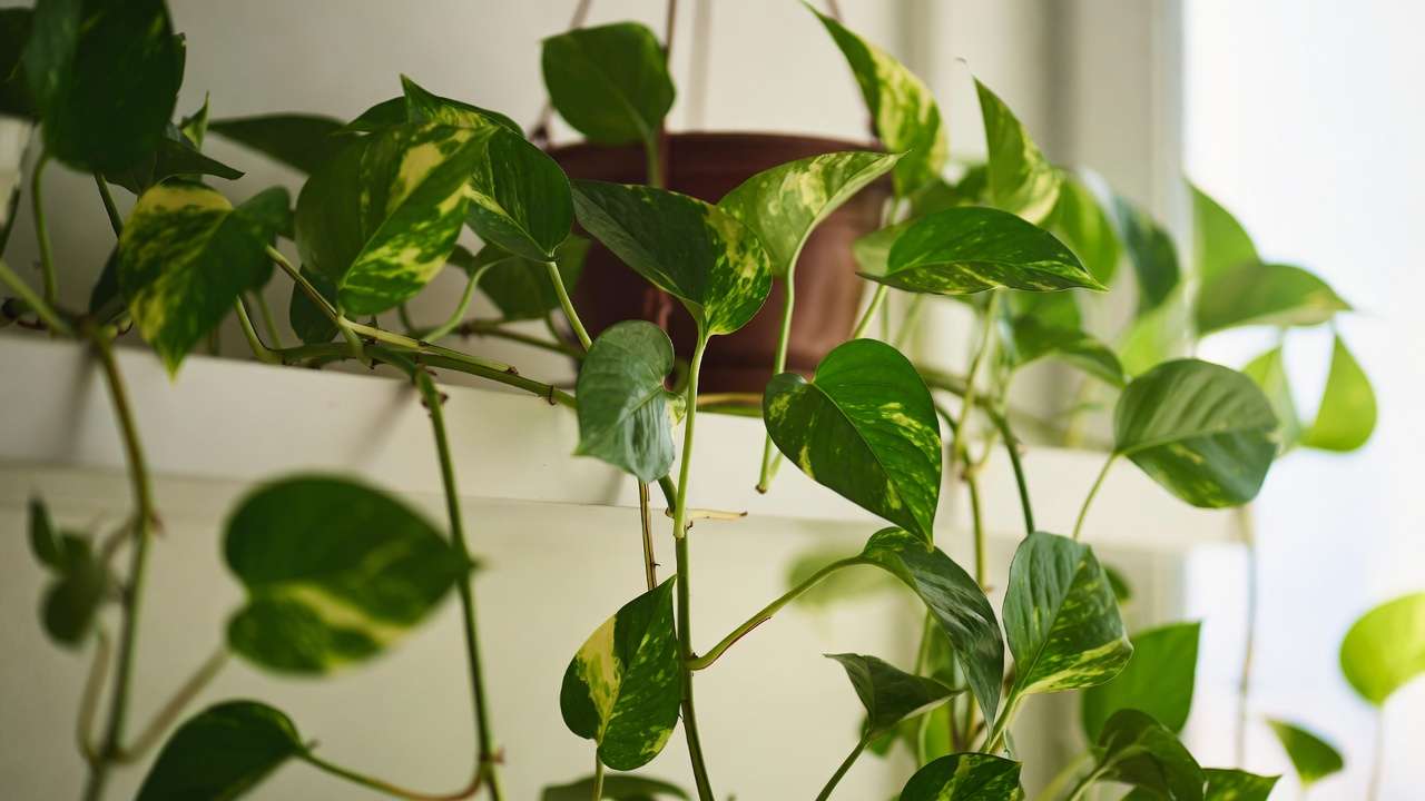 Pothos trailing houseplant with variegated leaves in modern apartment, effective for indoor air pollution removal