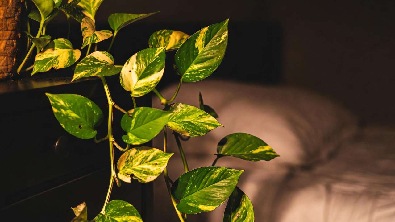 Cascading pothos plant in low-light bedroom, easy trailing air purifier