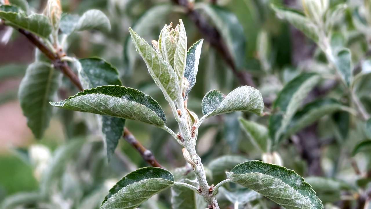 Powdery mildew on fruit tree leaves showing white powdery coating and distorted growt