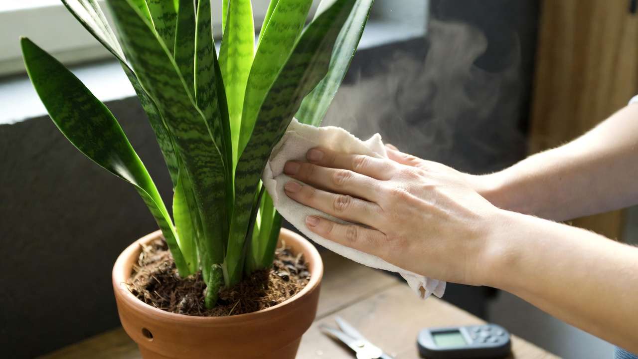 Hands caring for Snake Plant leaves during houseplant maintenance, showing practical care tips to reduce plant stress and owner anxiety