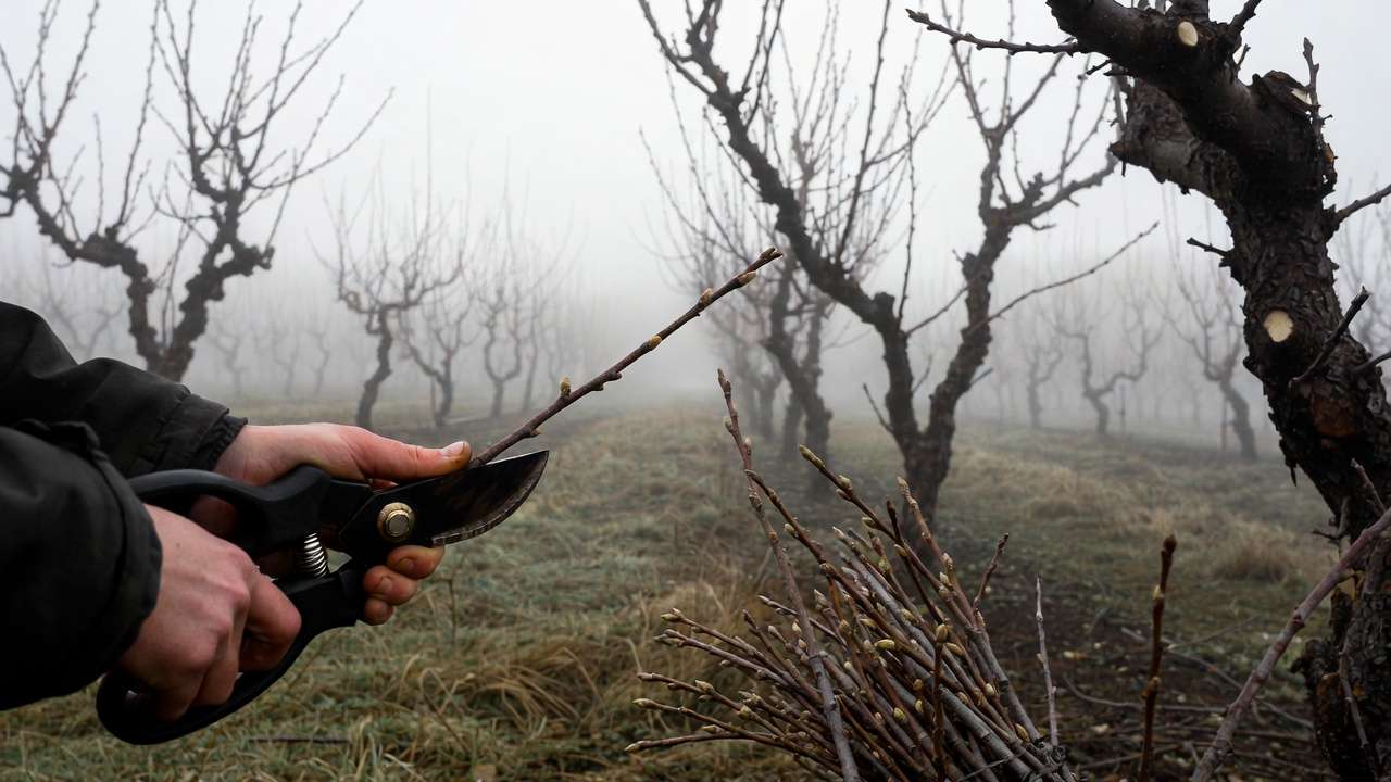 Gardener collecting dormant scion wood from fruit tree branches in late winter for grafting