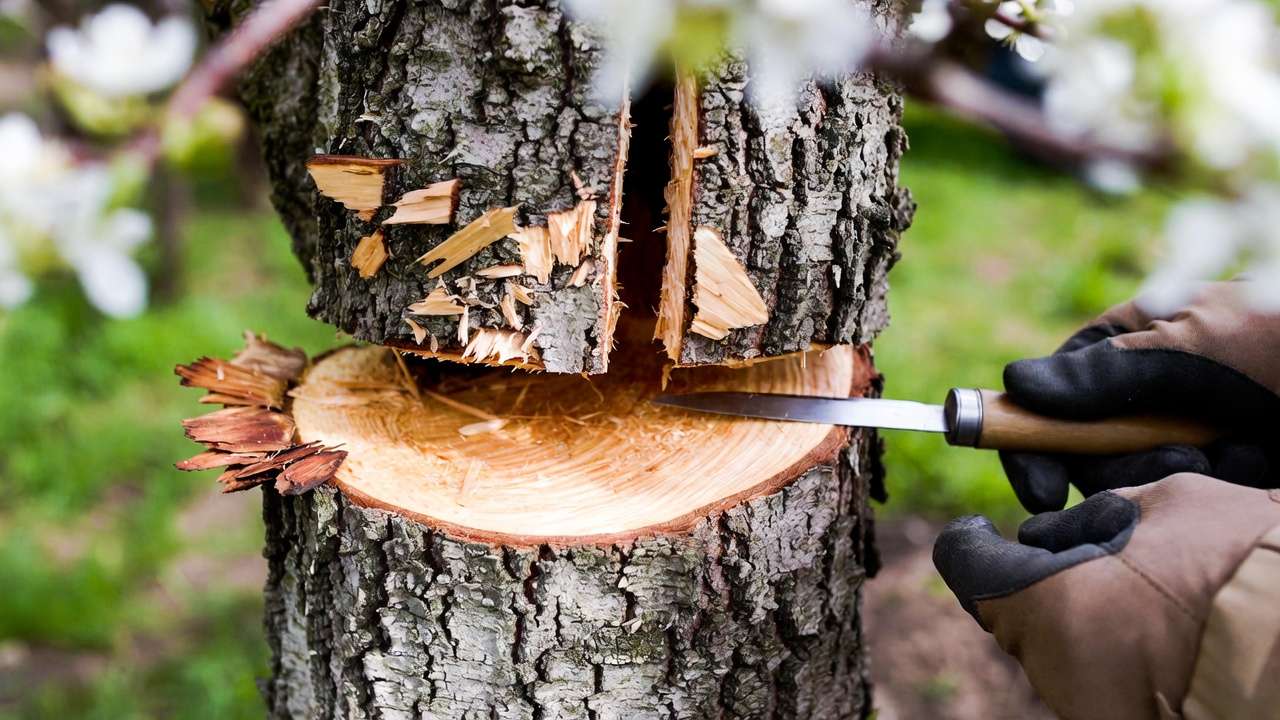Preparing girdled tree trunk by cleaning and cutting bark slits for bridge grafting