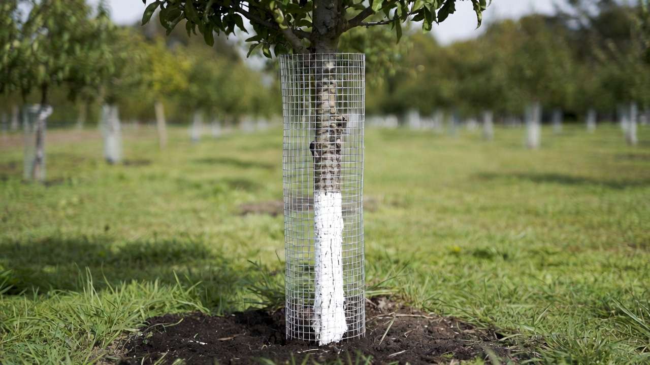 Fruit tree trunk protected with hardware cloth guard and white paint to prevent rodent and sunscald damage