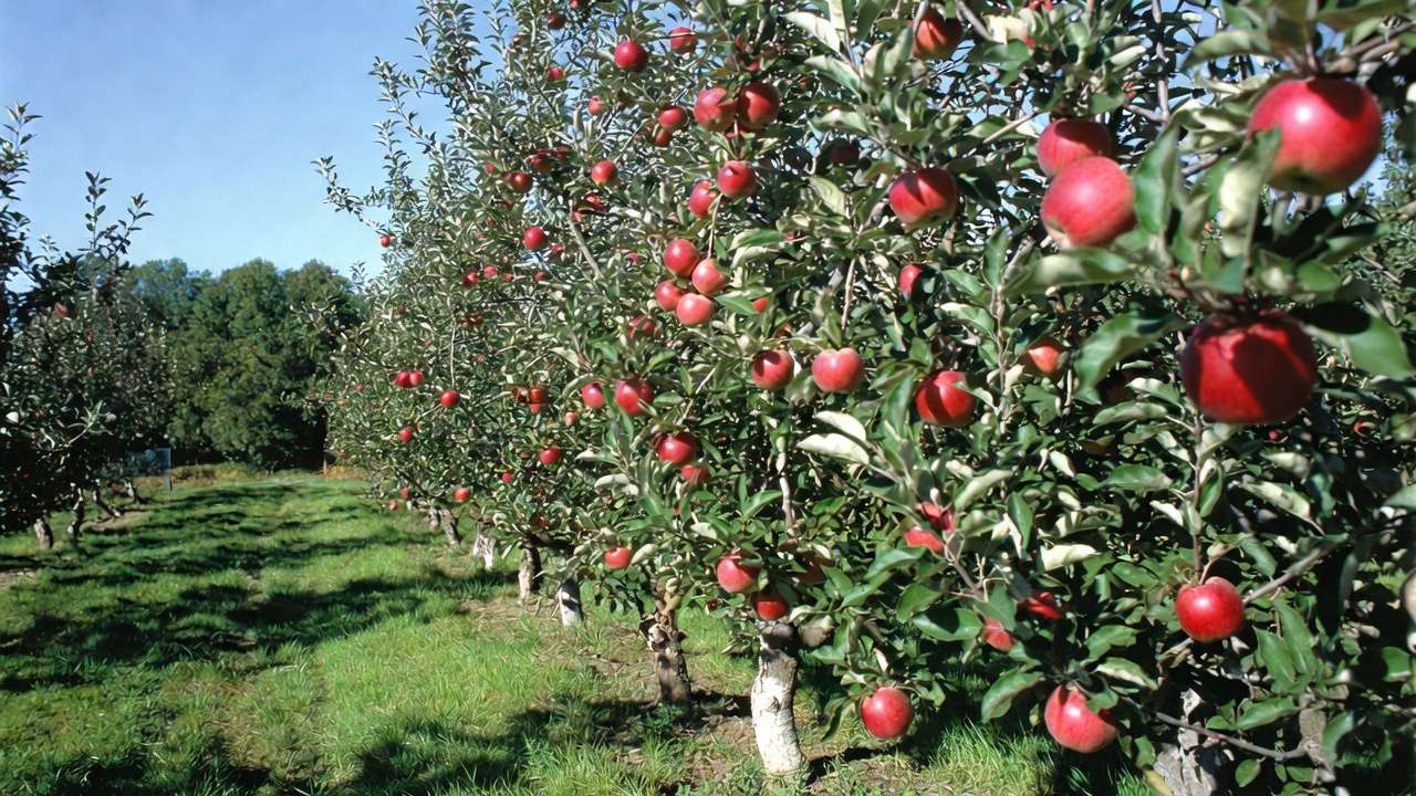 Healthy apple tree full of ripe fruit after proper sucker prevention and care