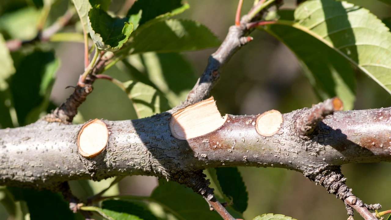 Close-up of correct vs incorrect pruning cuts on a fruit tree branch showing proper collar cut technique