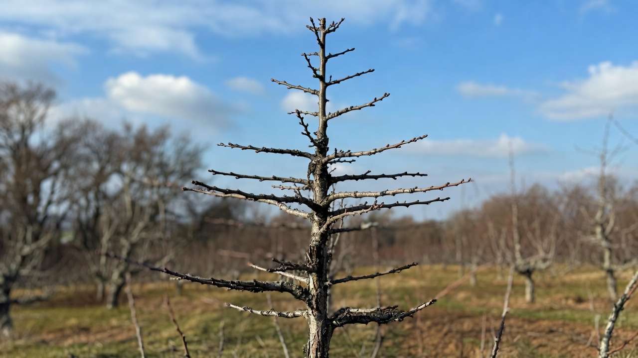 Apple tree pruned using central leader method with strong trunk and balanced branches.