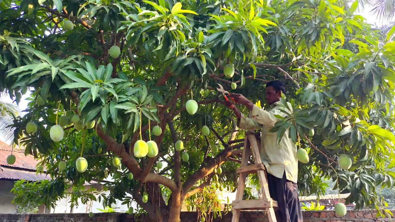 Gardener pruning a mango tree in Bangladesh for better light and higher fruit yield