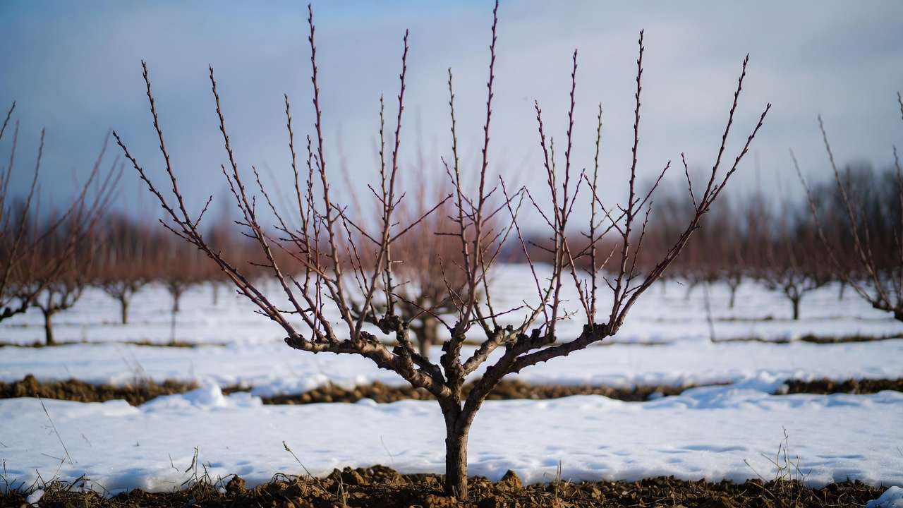 Properly pruned open-center vase-shaped peach tree in late winter for cold-hardy northern growing.
