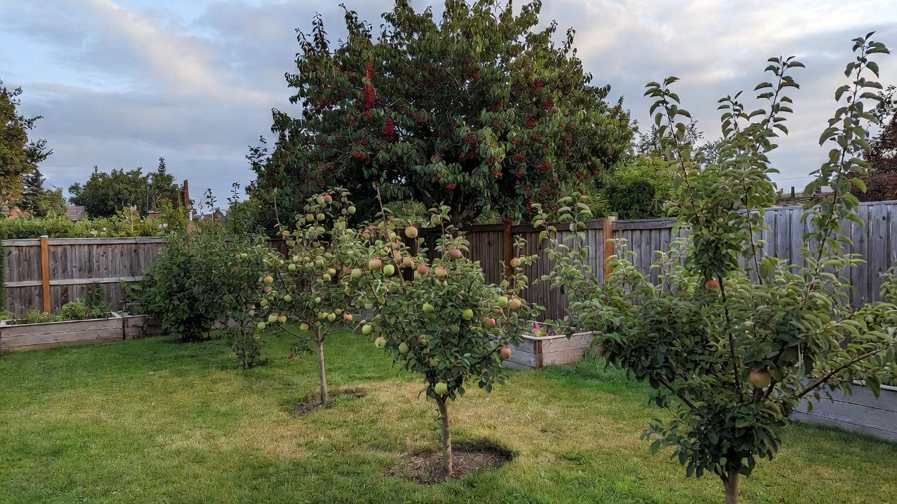 Mixed dwarf and standard fruit trees thriving together in a backyard orchard
