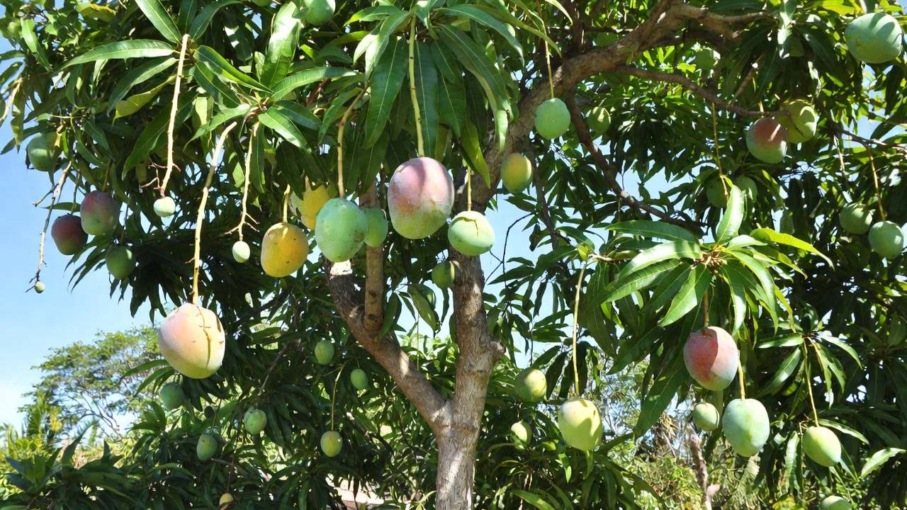 Multi-variety grafted mango tree producing different fruits on one plant in tropical garden