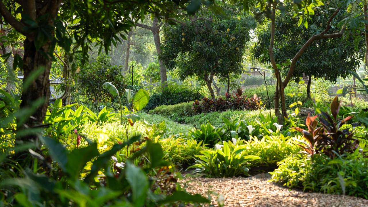 Real-life tropical rain garden integrated with trees and native plants for water conservation