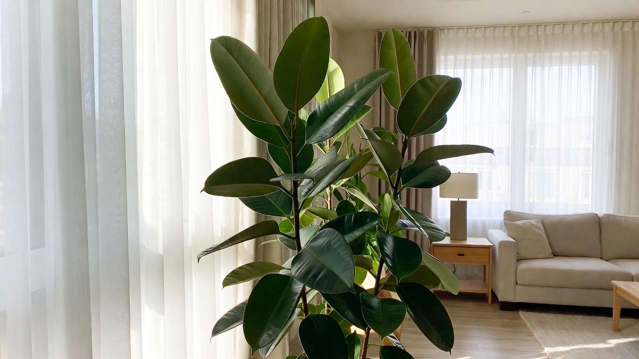 Large rubber plant boosting style and air quality in modern indoor living space