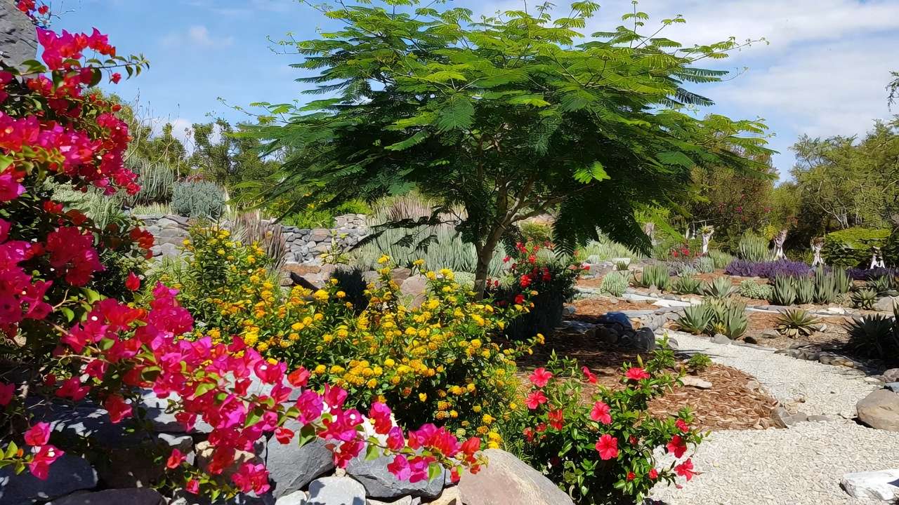 Vibrant tropical xeriscape garden with bougainvillea, neem tree, gravel paths and mulch for low-water landscaping.