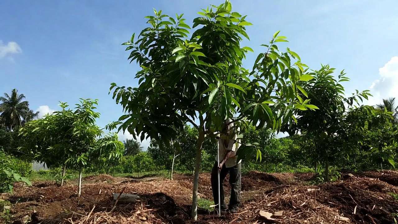 Checking soil moisture with long probe for young mango tree in tropical orchard garden