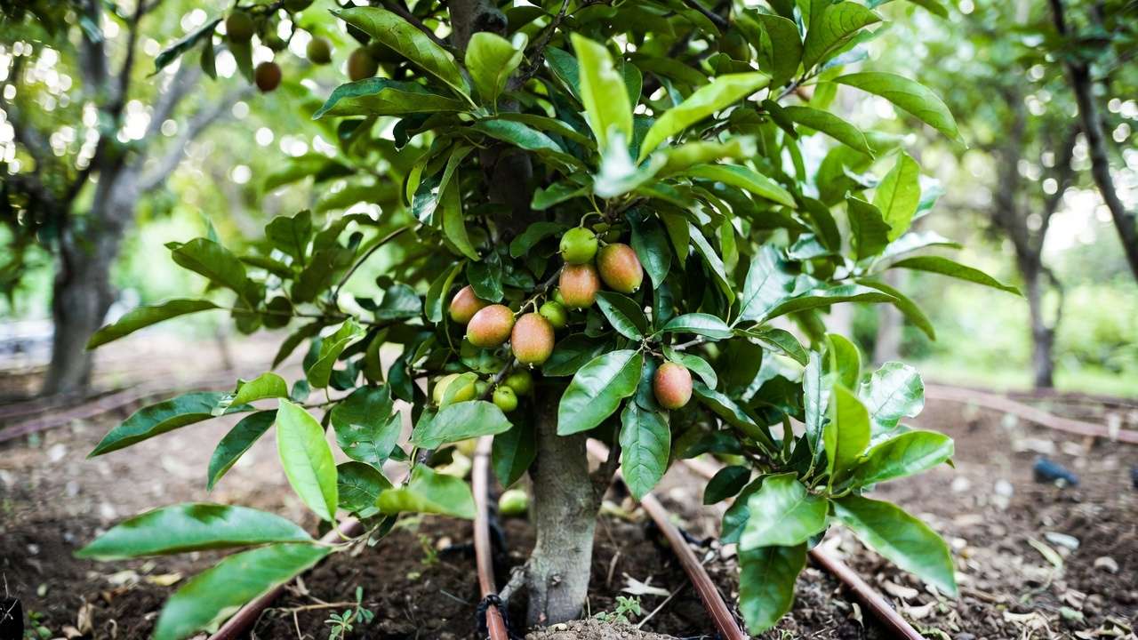 Healthy fruit tree benefiting from smart irrigation deep watering in garden