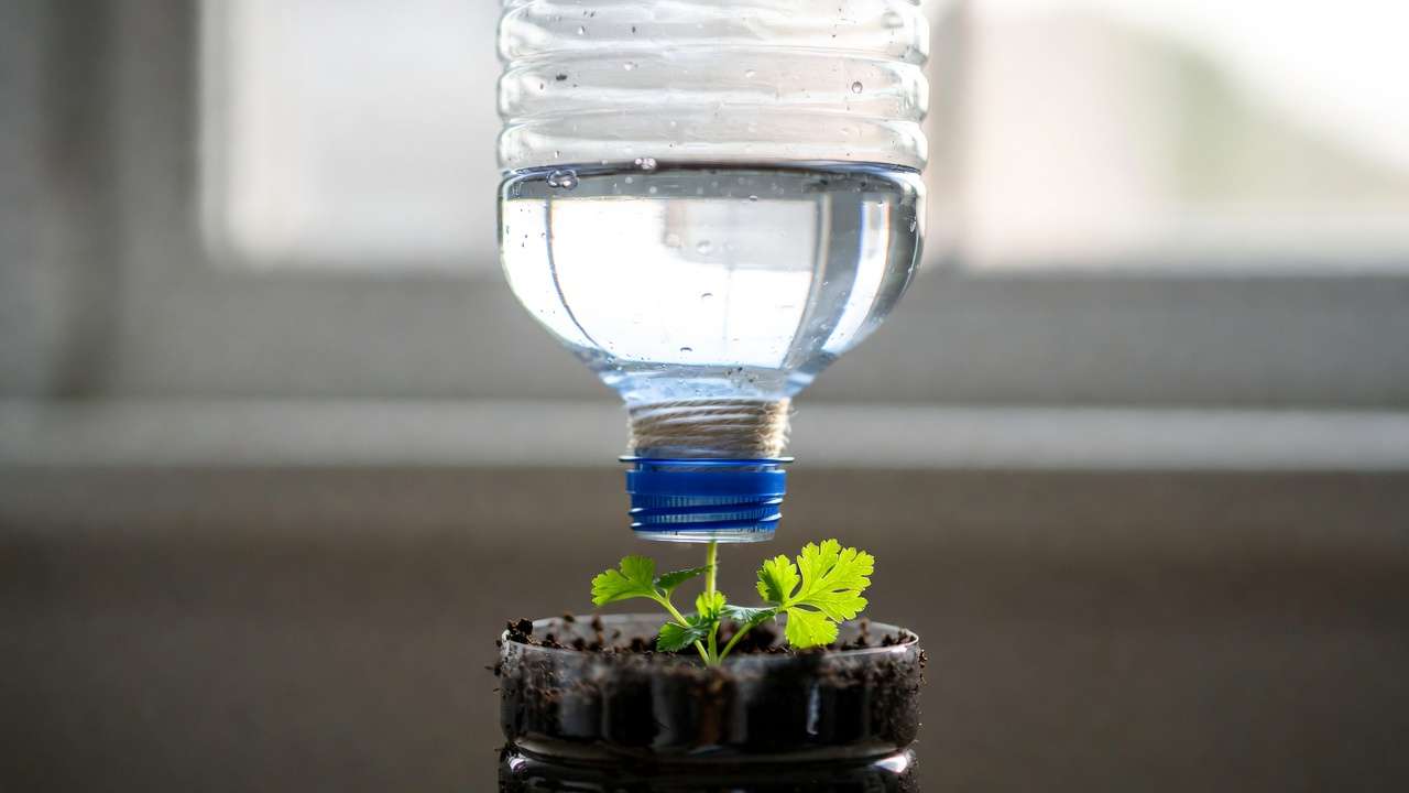 Recycled plastic bottle DIY self-watering planter growing fresh coriander herb