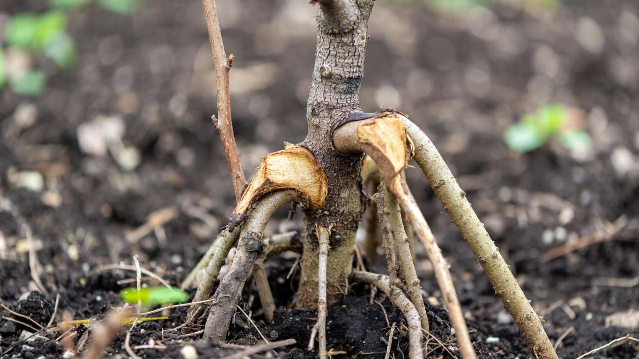 Rootstock suckers growing vigorously below graft union on fruit tree, example of vigor imbalance problem