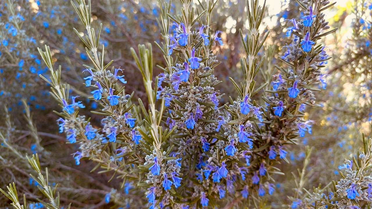 Fragrant low-water rosemary evergreen shrub with blue blooms in a drought-resistant landscape.