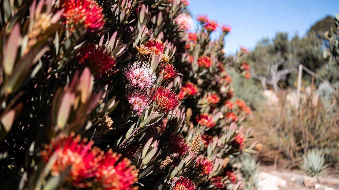 Colorful flowering drought-tolerant hedge like Leucadendron for stunning low-water privacy screening