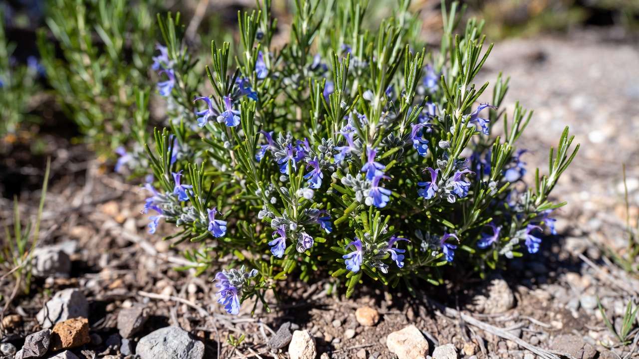 Evergreen rosemary shrub with blue blooms thriving in a drought-tolerant low-water garden landscape.