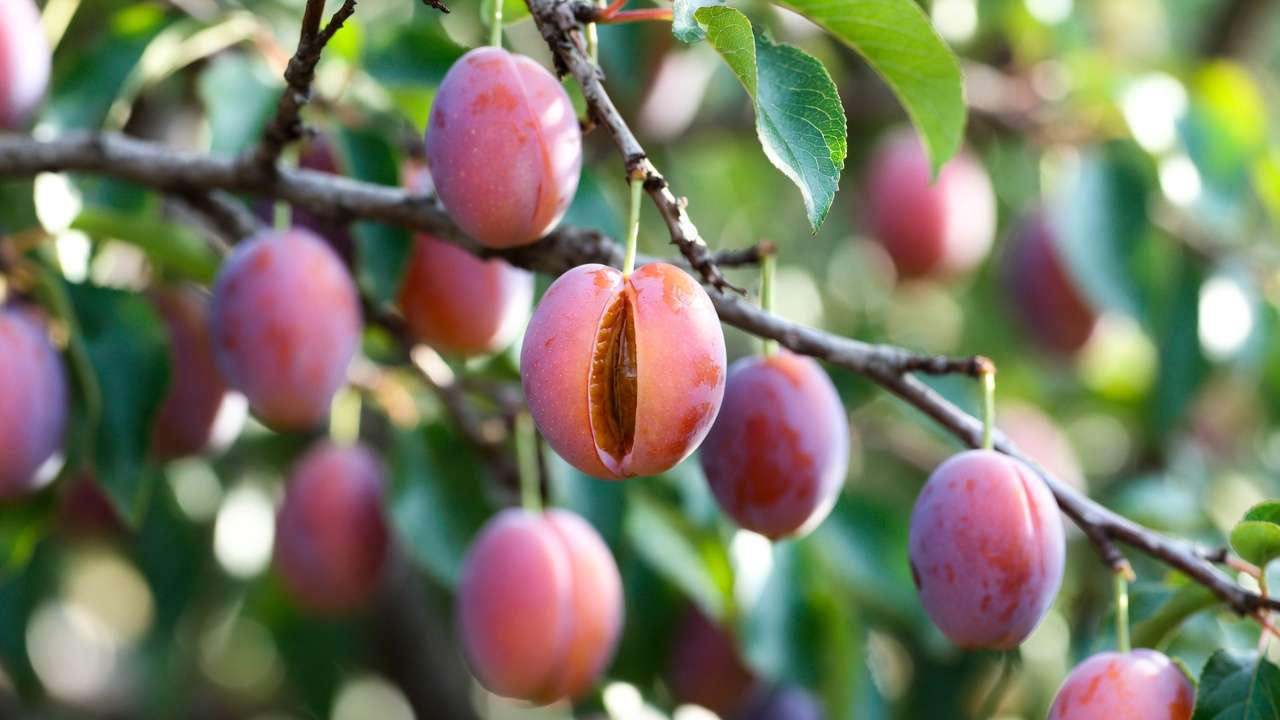 Ripe Santa Rosa plum variety hanging on tree branch, showing sweet-tart flavor profile in home garden