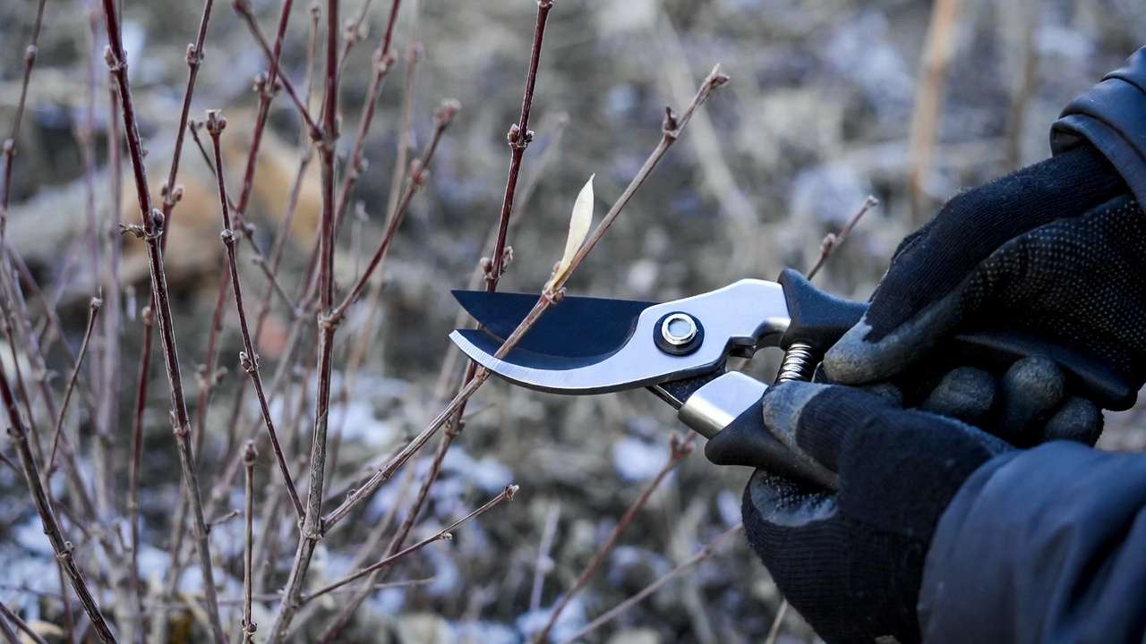 Gardener pruning dormant Russian sage bush in late winter using sharp bypass pruners