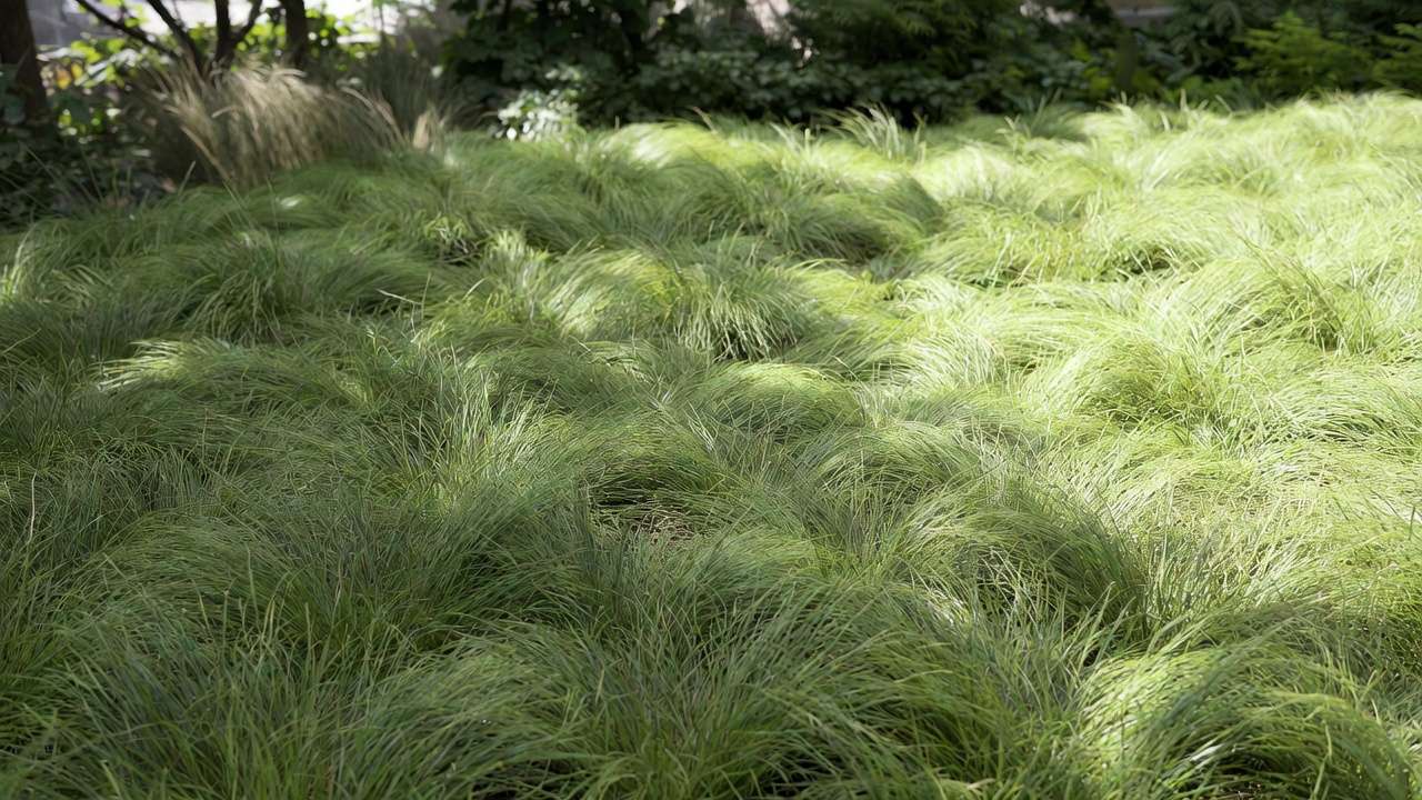 Shade-tolerant sedge groundcover creating a soft, meadow-like water-wise lawn alternative
