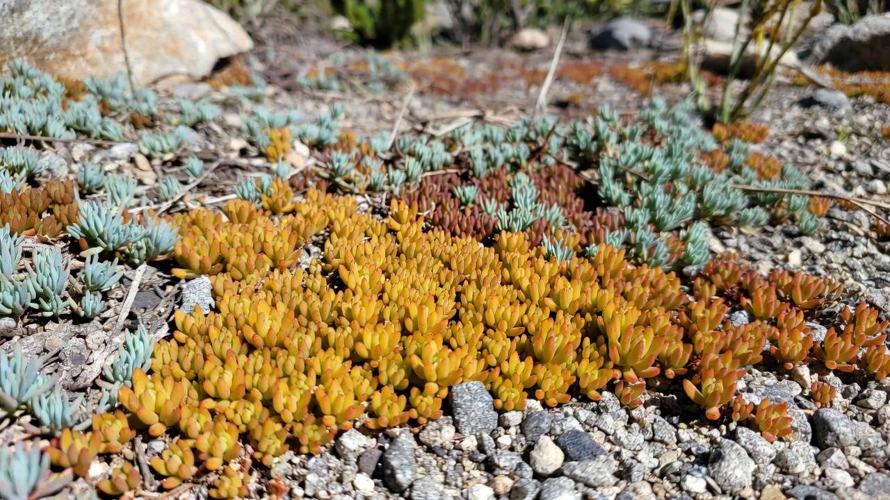 olorful sedum varieties like Angelina and Dragon's Blood as drought-resistant ground cover in a xeriscape rock garden