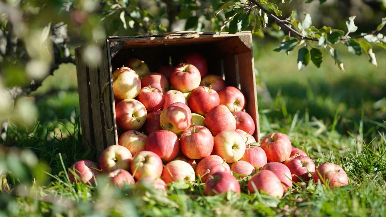 Freshly harvested homegrown apples in a wooden basket ready for juice and cider making.
