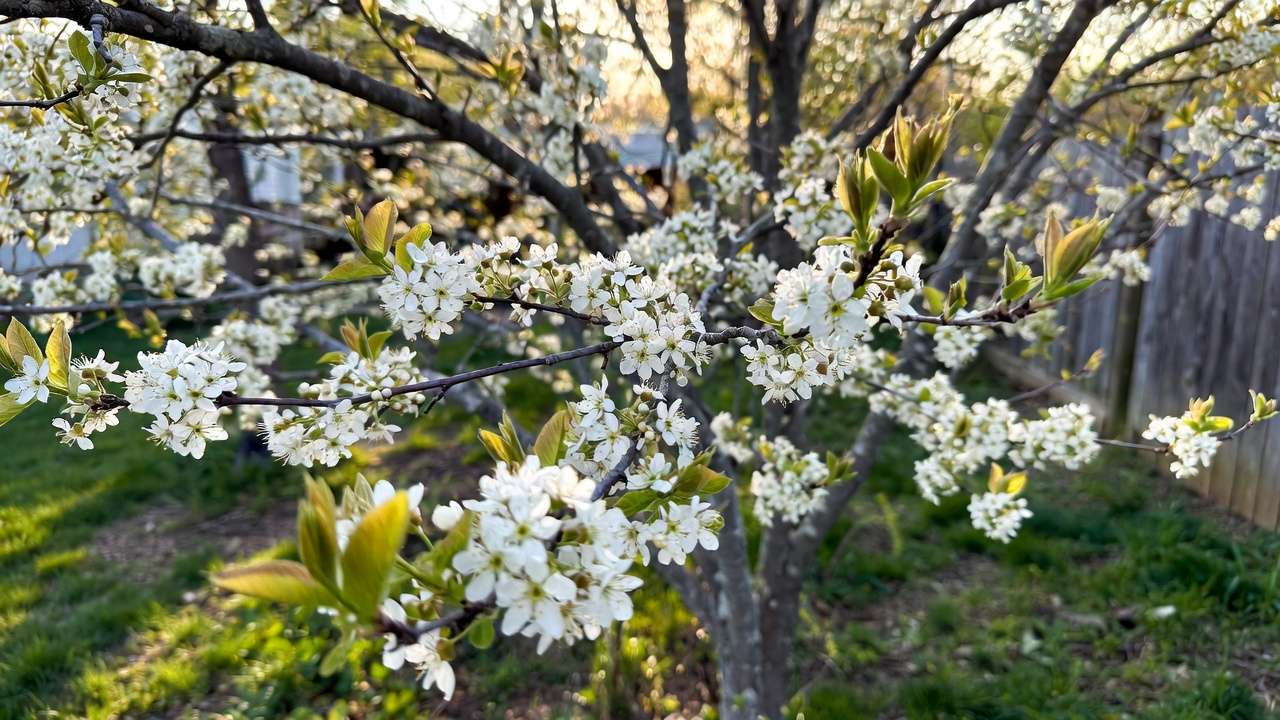 Serviceberry tree in full white spring bloom in a small garden, ideal for compact spaces
