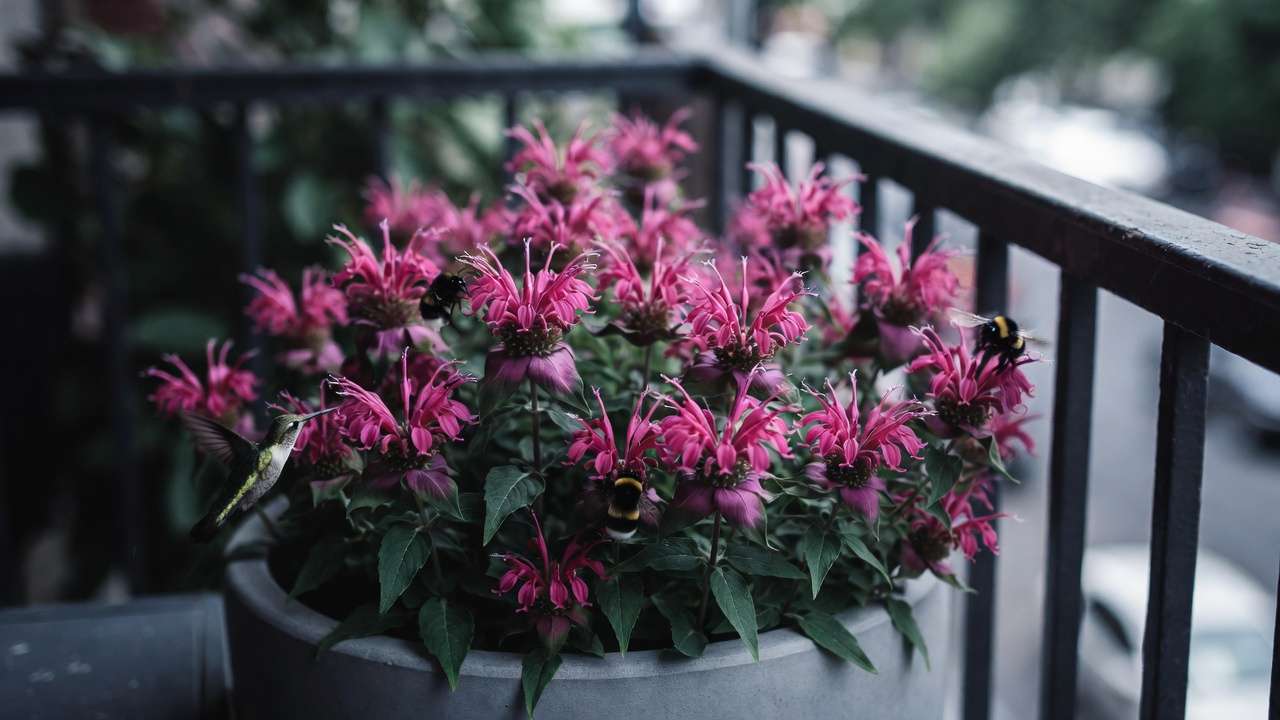 Bumblebees and hummingbird feeding on bee balm in shady urban container