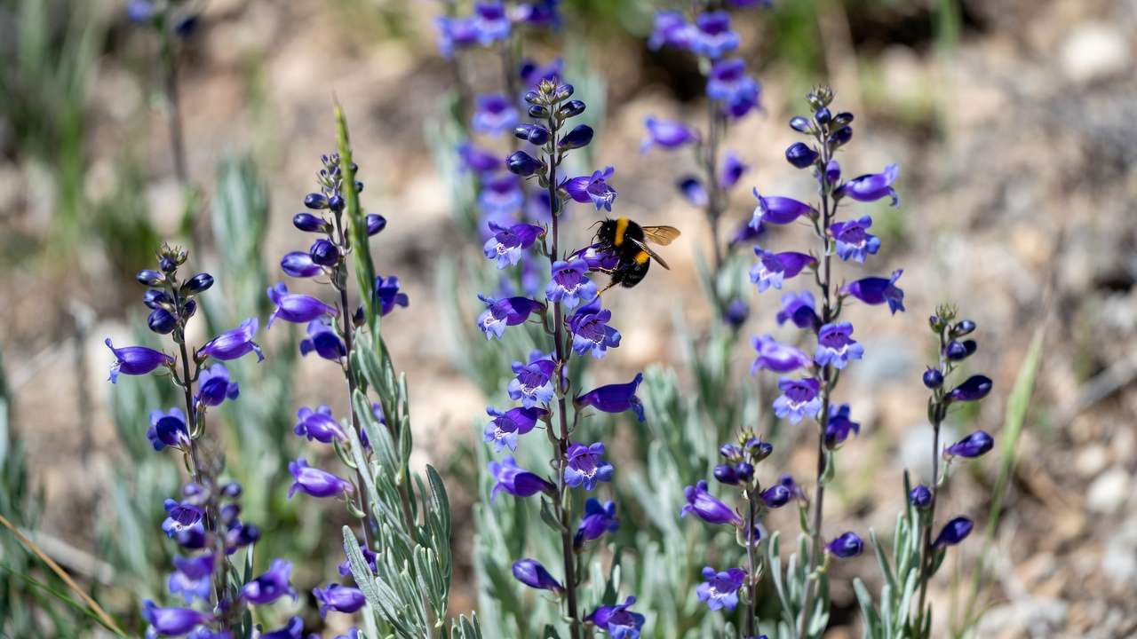 Rocky Mountain Penstemon in full bloom attracting pollinators in a drought-tolerant garden