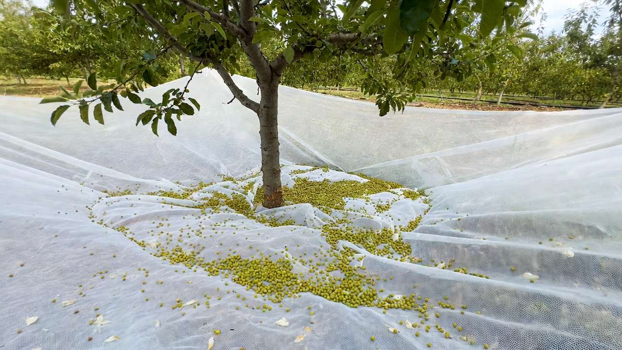 Drop trap net under fruit tree collecting fallen fruitlets for accurate monitoring of fruit drop
