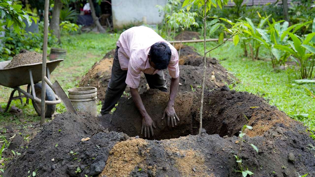 Preparing raised mound soil bed for planting drought-tolerant trees in monsoon climate garden