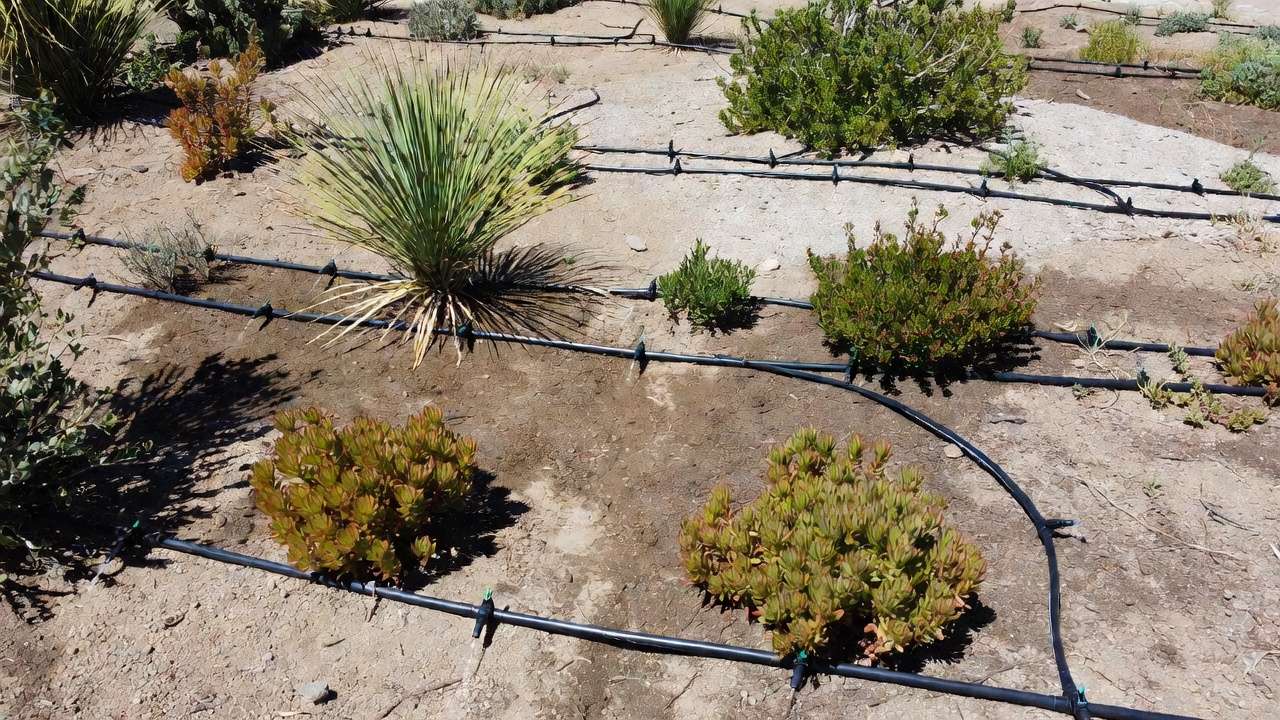 Drip irrigation system watering drought-tolerant plants at the root zone in weed-free xeric garden