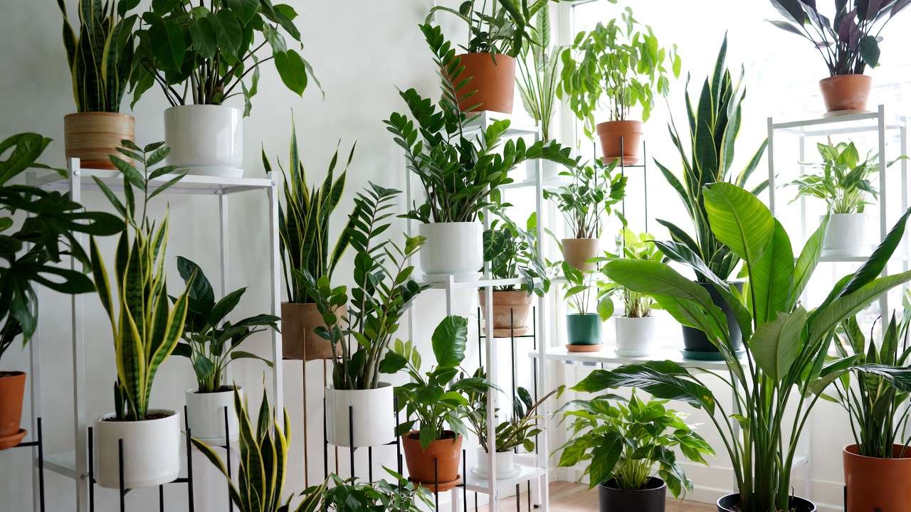 Properly spaced houseplants on shelves and stands for optimal indoor air circulation.