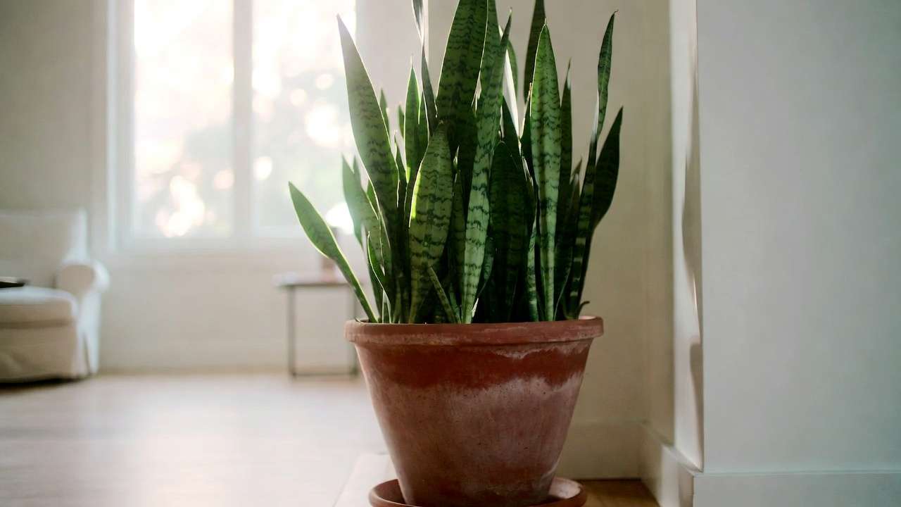 Tall snake plant in terracotta pot, low-maintenance air purifier that removes formaldehyde and produces oxygen at night