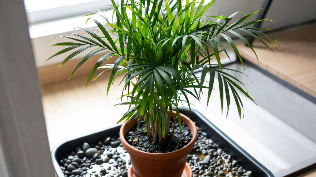 Bamboo palm in terracotta pot with pebble tray for proper drainage and humidity in indoor care