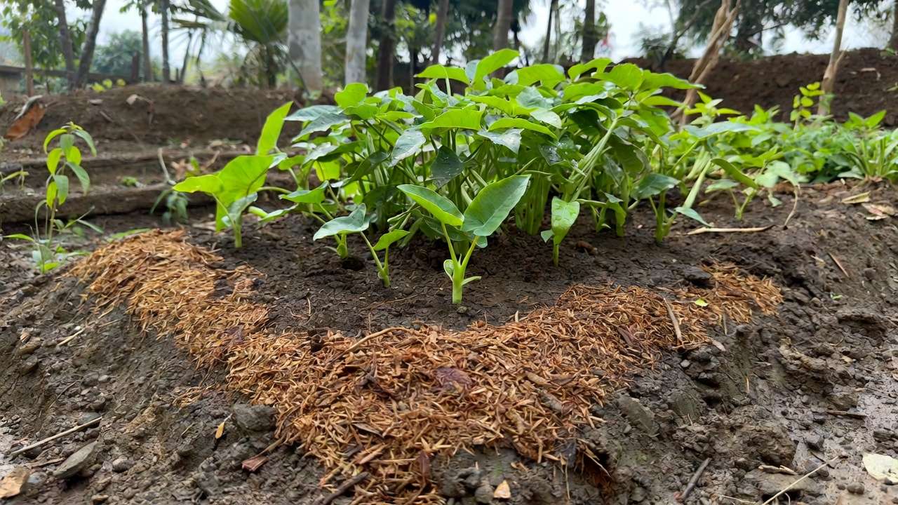 Raised bed with mulch and drainage for tropical vegetable garden in Bangladesh rainy and dry seasons