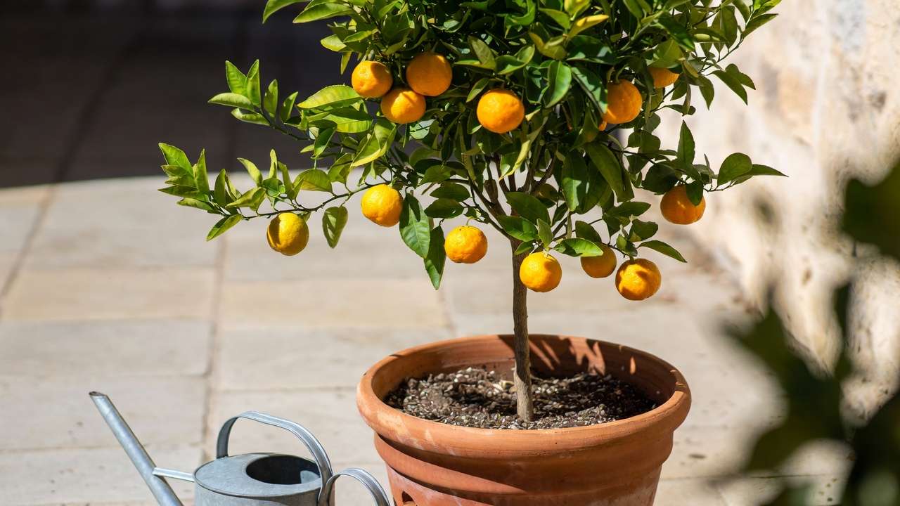 Potted citrus tree in container with ripe fruit needing careful watering