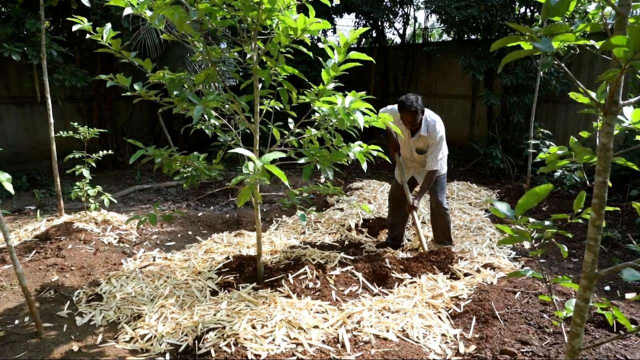 Gardener applying mulching techniques for drought stress around young tree in tropical setting, protecting roots and conserving soil moisture